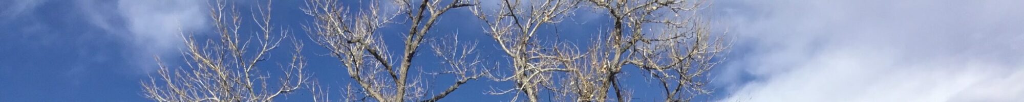 Broomfield Tree Service